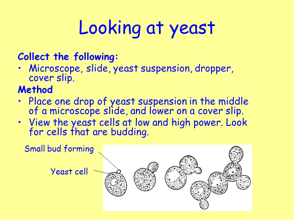 Yeast suspension